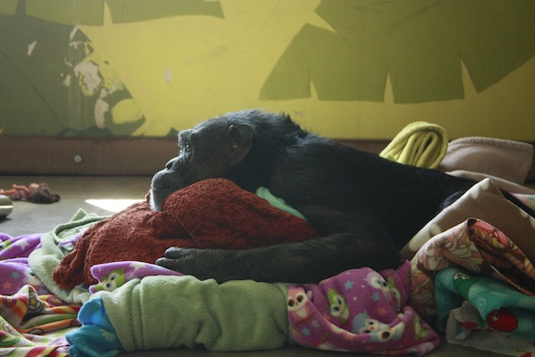 jody nesting