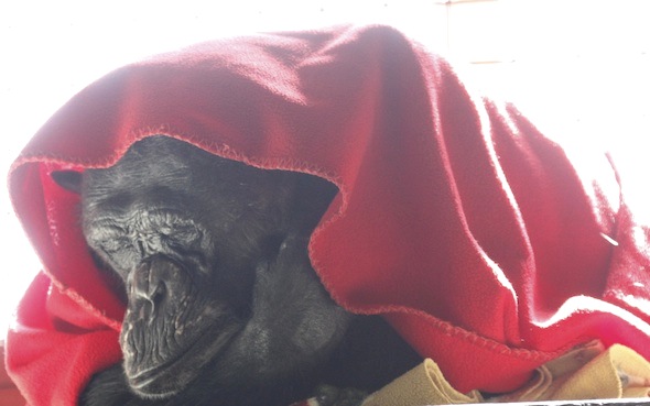 negra under red blanket close up 2