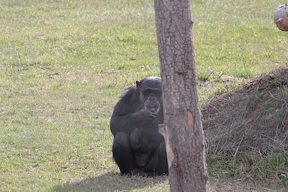 web negra forage YH IMG_4717