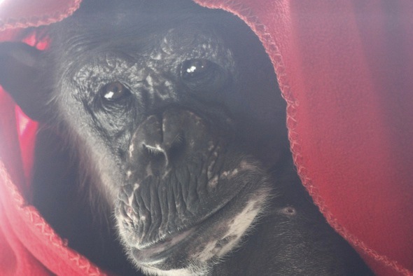 negra under red blanket close up