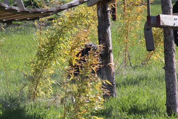 web Hidden chimp bamboo yh IMG_6967
