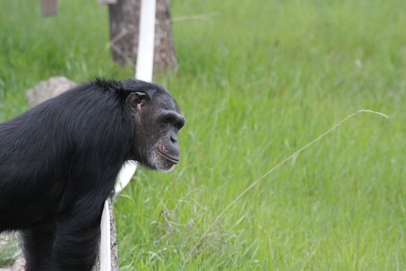 web Jamie stand on log bridge look into distance YH IMG_6785