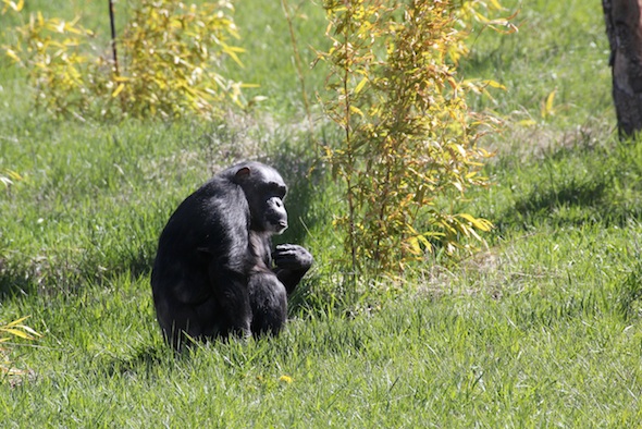 web Negra sit in grass bamboo YH IMG_6426