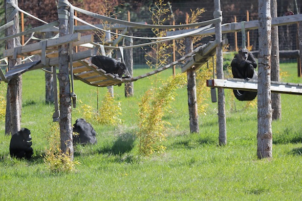 web annie jody negra missy YH forage IMG_6494