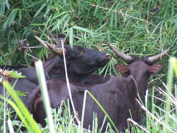 CattleEatBambo