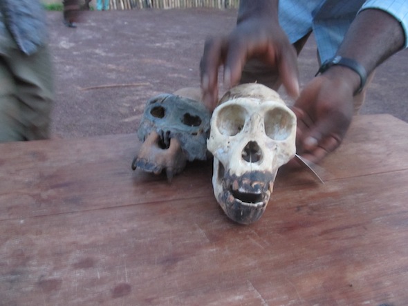 ChimpSkullsSukisa