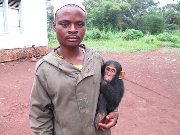 3 orphan chimp Congo