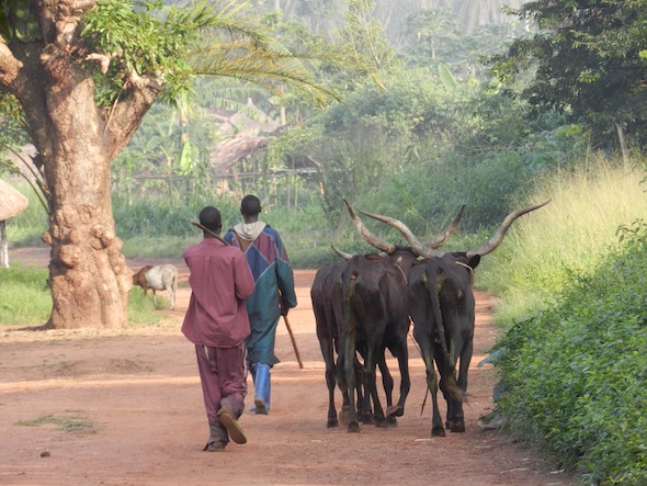 5 bili cattle