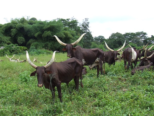 6 cattle road to buta