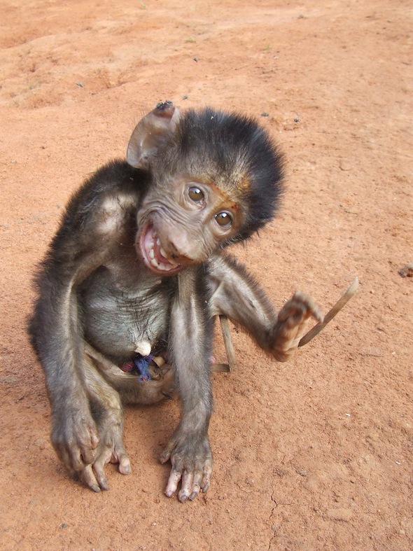 BaboonOrphan