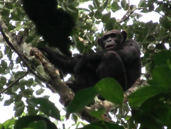 7 male chimp gangu forest