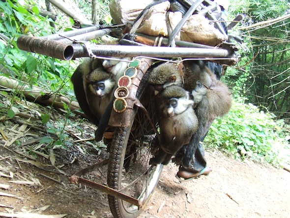 MonkeysBike