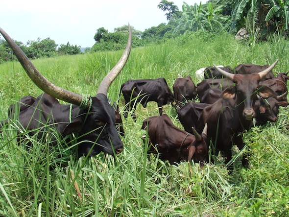 MbororCattleUele