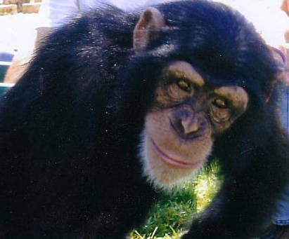 Apollo Chimp