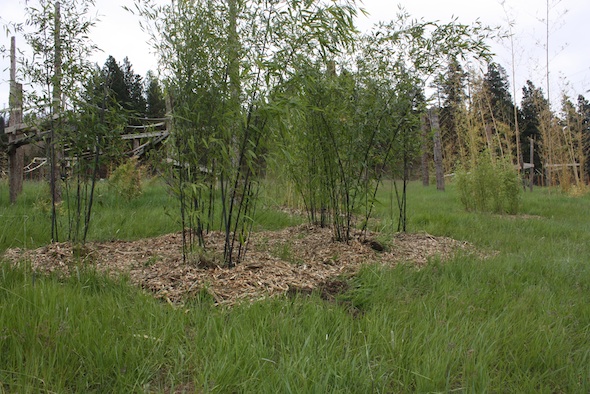 web Black bamboo grove YH IMG_2030