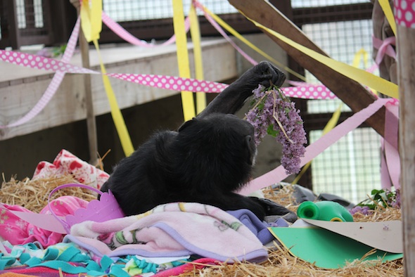 web Jody lie on back blanket nest eat lilacs birthday party mother's day greenhouse GH IMG_7908