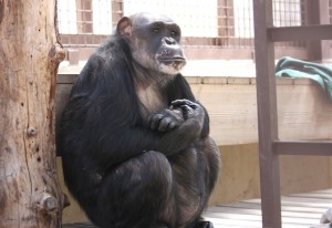 Negra sit on platform arms crossed