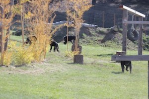 The Cle Elum Seven have space to roam at CSNW