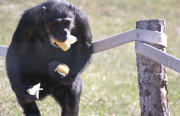 Missy forages for corn