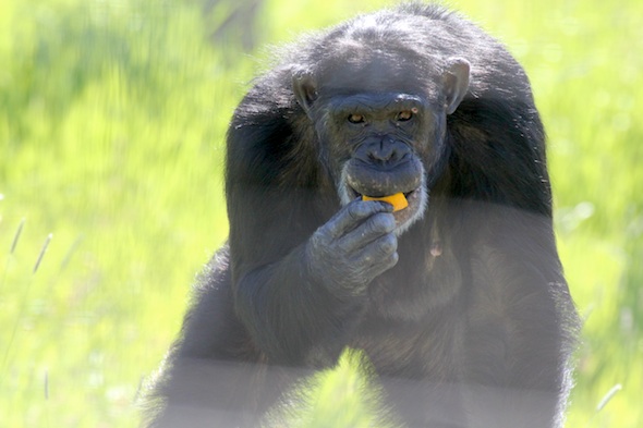 web Jamie stand eat food orange peel look at camera YH (ek) IMG_8958