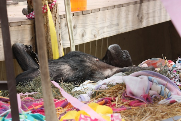 web Jody lie in blanket nest birthday party mother's day greenhouse GH IMG_1965 resized for Jody Pals