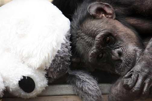 web Jody rest self groom stuffed dog enrichment outside oa_MG_7030