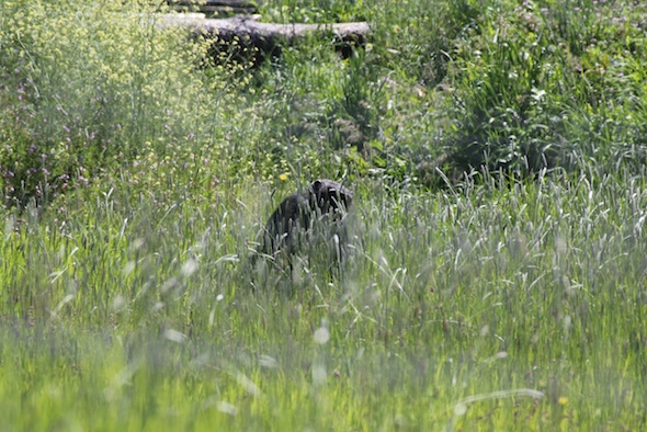 web Missy in tall grass YH IMG_8817