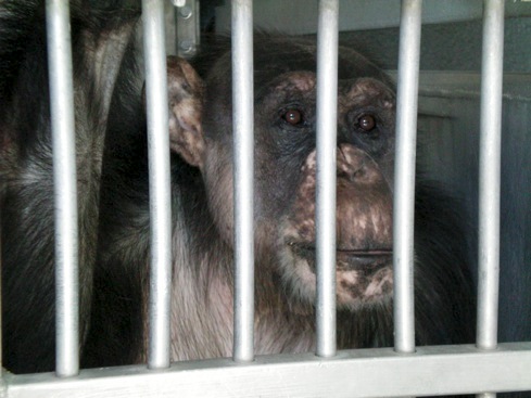 web Negra transfer cage 100_0162