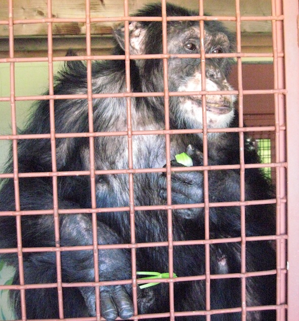 web burrito eat celery FR caging early Picture 009