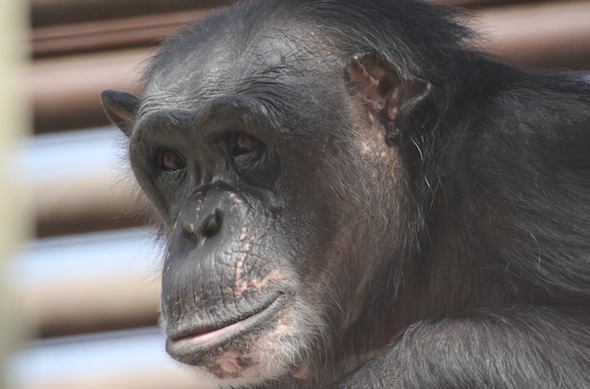 web_Negra_sit_climbing_structure_close-up_profile_gh_dg_IMG_9376