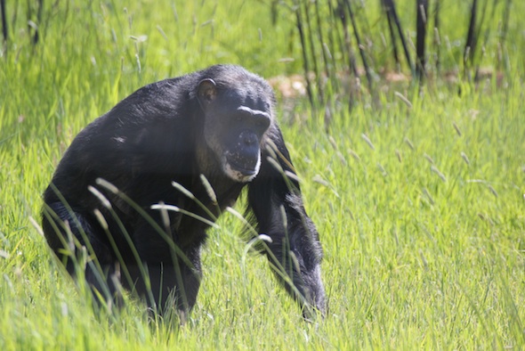 negra in the grass