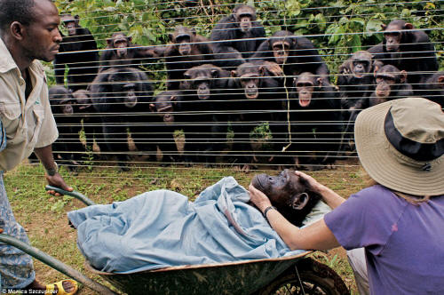 ChimpsGrieving_small