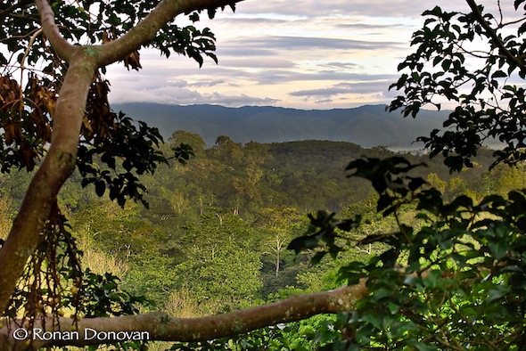 kanyawara