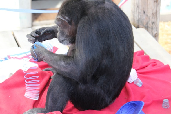 web_Annie_sit_blanket_nest_platform_inspect_slinky_4th_of_July_party_GH_ek_IMG_0168