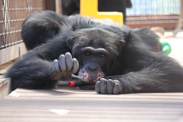 web_Burrito_play_bow_toy_enrichment_in_mouth_GH_ek_IMG_0692