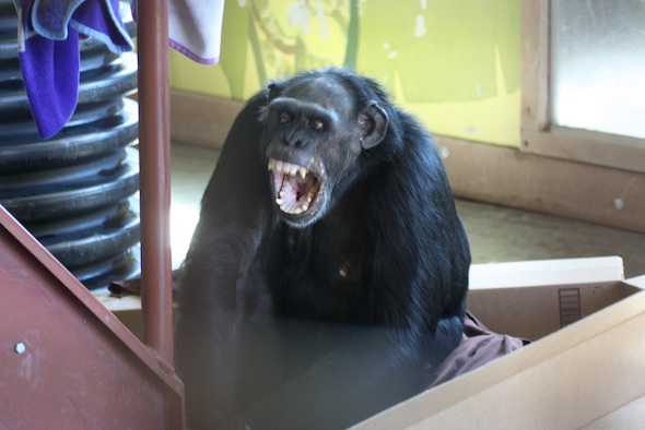web_Jamie_mid_yawn_pr_nest_dm_IMG_3254