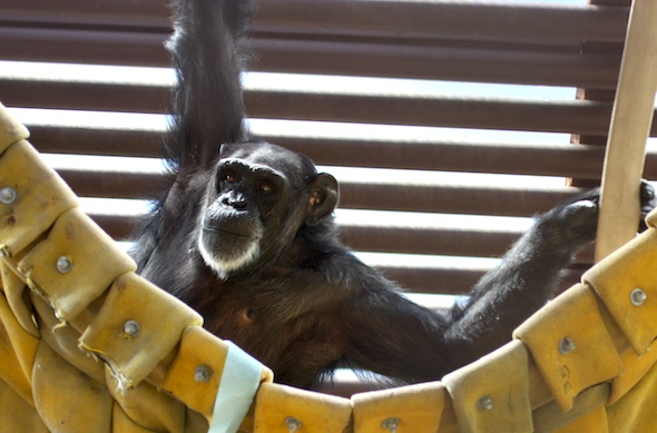web_fb_foxie_swing_hammock_GH_dm_IMG_2785