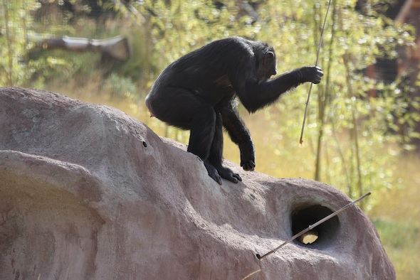 Missy with tool termite mound