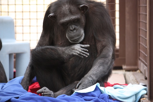 web_Annie_nest_self-groom_GH_ek_IMG_4001