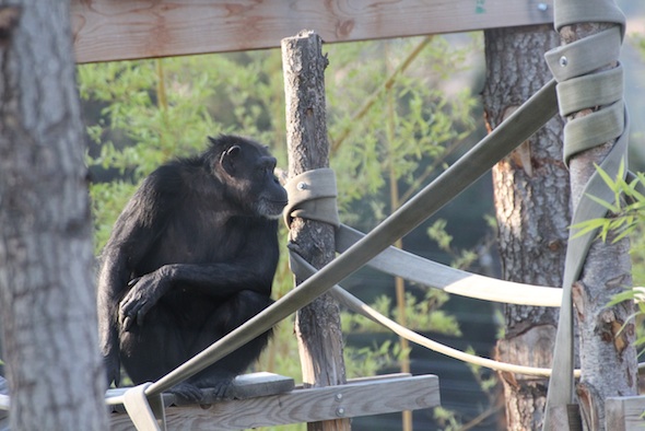 web_Annie_sit_on_perch_YH_jb_IMG_1080