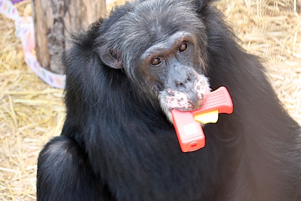 web_Burrito_toy_in_mouth_look_up_at_camera_GH_ek_IMG_3526