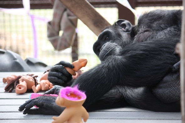 web_Foxie_lie_platform_look_at_camera_troll_Dora_enrichment_birthday_party_GH_ek_IMG_3502