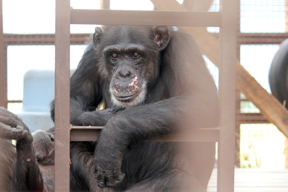 web_Missy_grooming_chin_look_at_camera_kd_IMG_0779