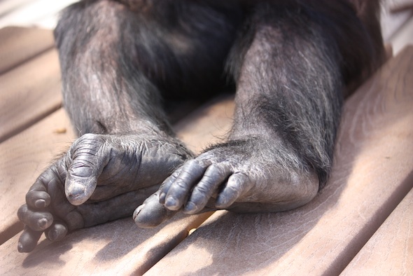 web_Missy_toes_close_up_GH_ek_IMG_2711