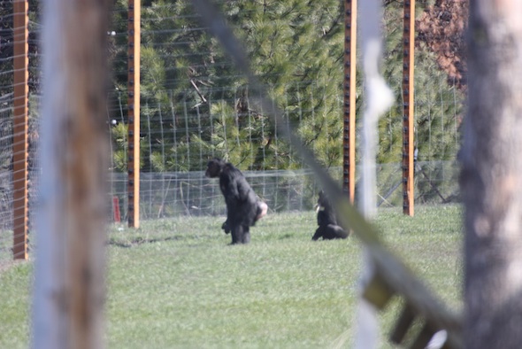 web_missy jamie bipedal spy on neighbors top of yh IMG_1245