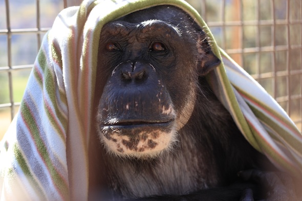 web Negra with blanket on head_MG_2098