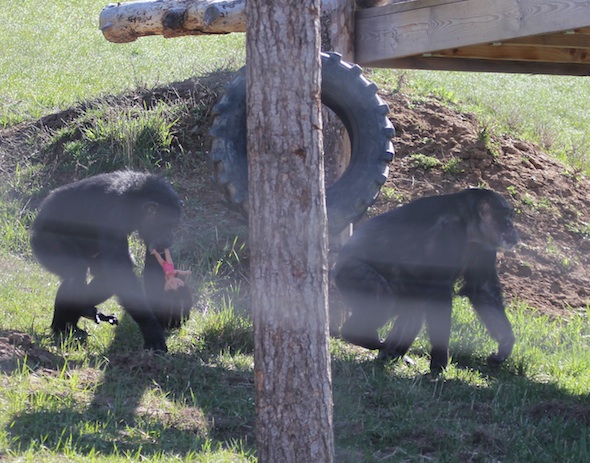 web cropped foxie negra dora easter egg forage party enrichment YH IMG_5094
