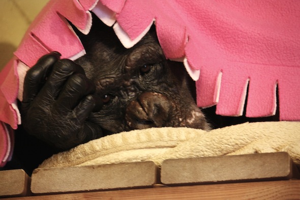 web negra pink blanket with fringe_MG_9111