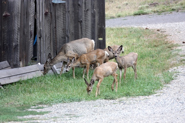 web_Deer_near_barn_IMG_4436