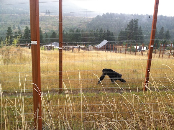 jamie walking in the rain